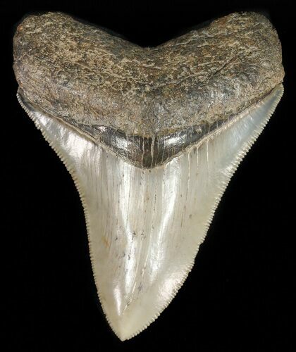 Beautiful, Serrated, Megalodon Tooth - South Carolina #48190